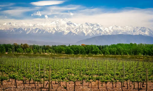 Mendoza vineyards