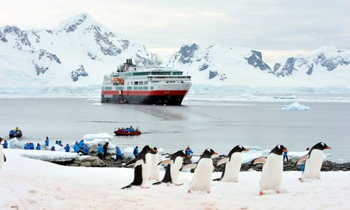Penguins, Hurtigruten Shore Excursion