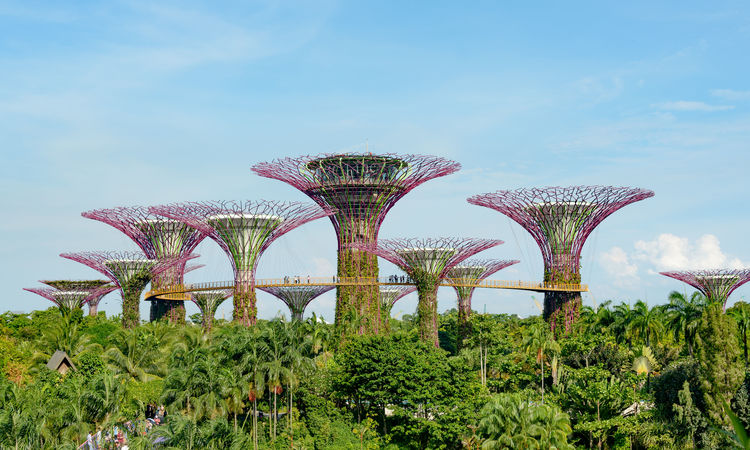 Supertrees, Singapore